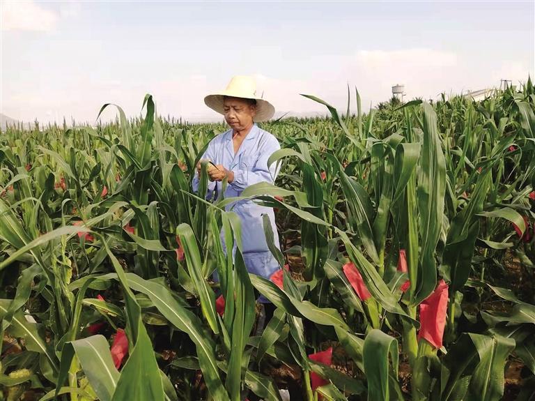 窦秉德在海南的育种基地。照片由窦秉德科研团队提供